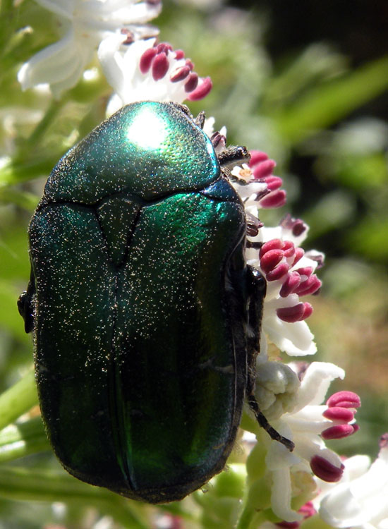 Protaetia? Cetonia aurata pisana